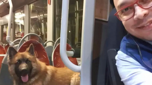Illustration : "Grâce à la belle action de ce chauffeur de bus, un chien errant le long de la route a retrouvé sa famille"