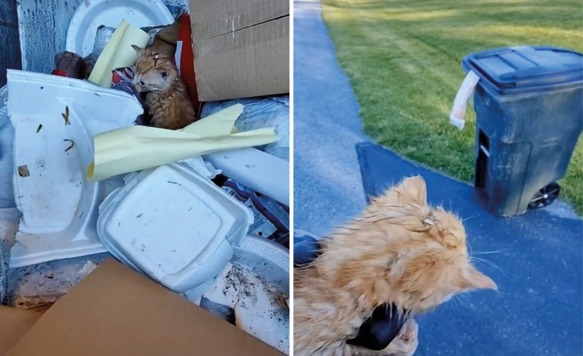 Illustration : "3 chatons jetés à la poubelle évitent le pire grâce au geste d'humanité d'un éboueur (vidéo)"