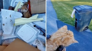 Illustration : 3 chatons jetés à la poubelle évitent le pire grâce au geste d'humanité d'un éboueur (vidéo)