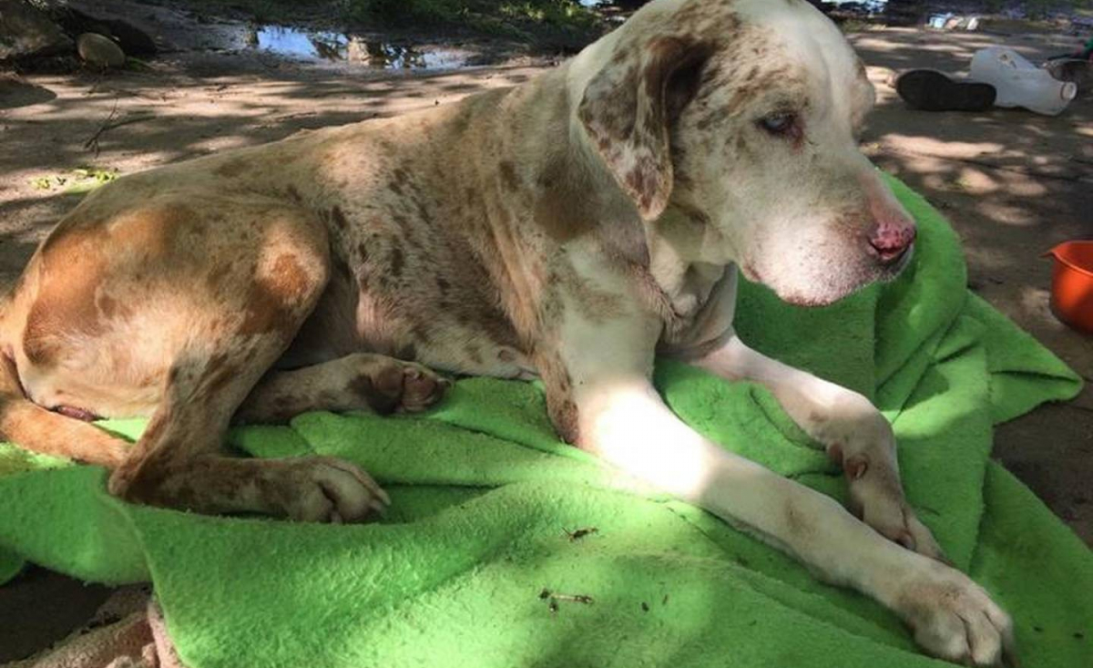 Illustration : "Lueur d'espoir 2 jours après la disparition d'une chienne senior, partiellement aveugle et sourde, emportée par les inondations !"