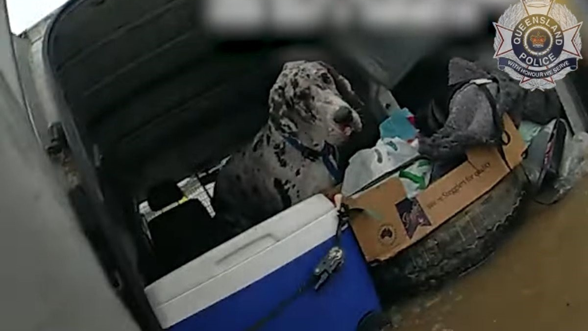 Illustration : "Des policiers bravent les inondations pour sauver 2 hommes et 3 chiens piégés dans une camionnette (vidéo)"