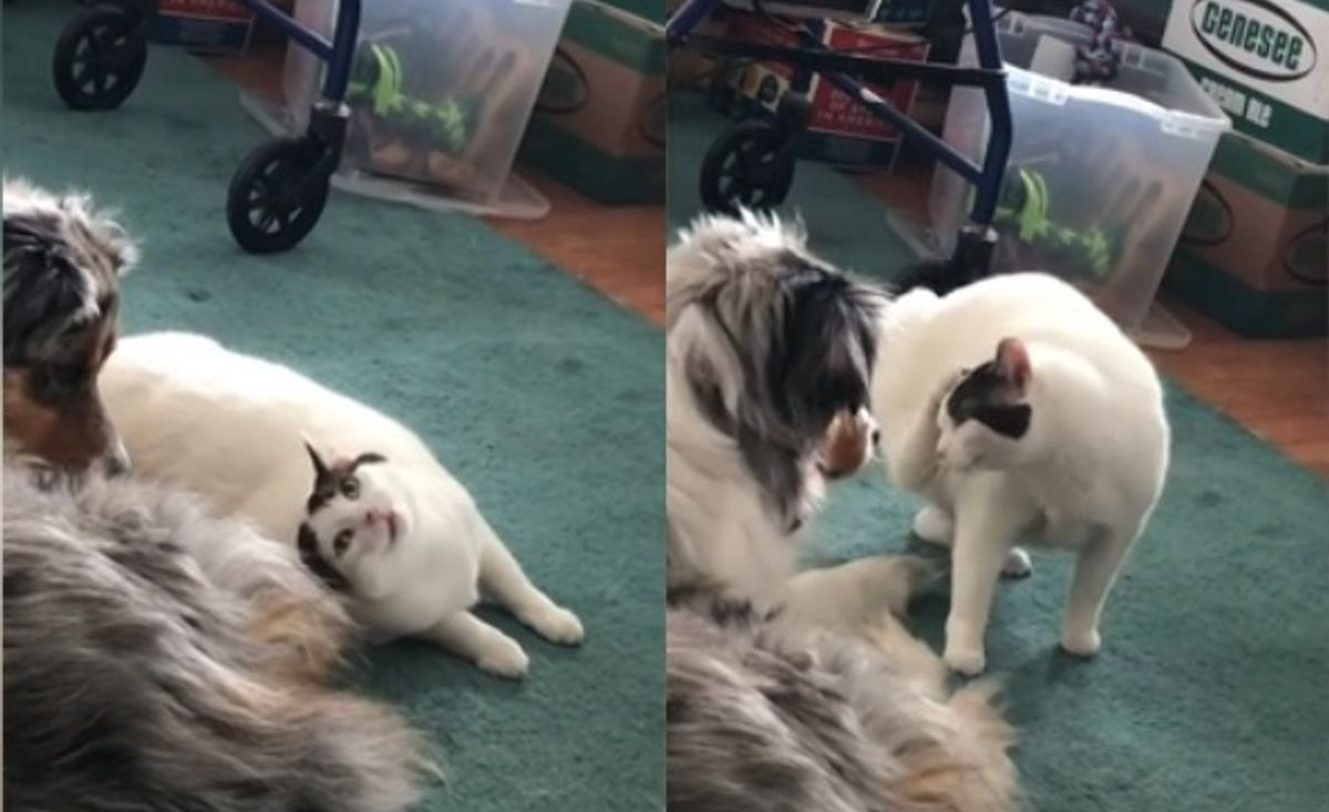 Illustration : "Un chat endeuillé par le décès de son propriétaire noue une amitié indéfectible avec un Berger Australien "
