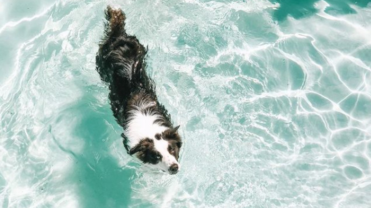 Illustration : "20 photos de chiens qui pourraient passer des heures à patauger dans leur piscine"