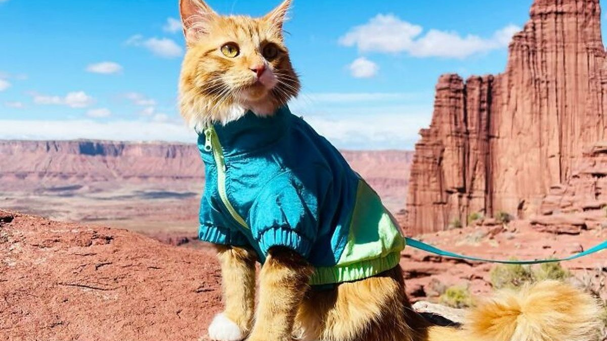 Illustration : "15 photos d'un chat menant une vie de baroudeur"