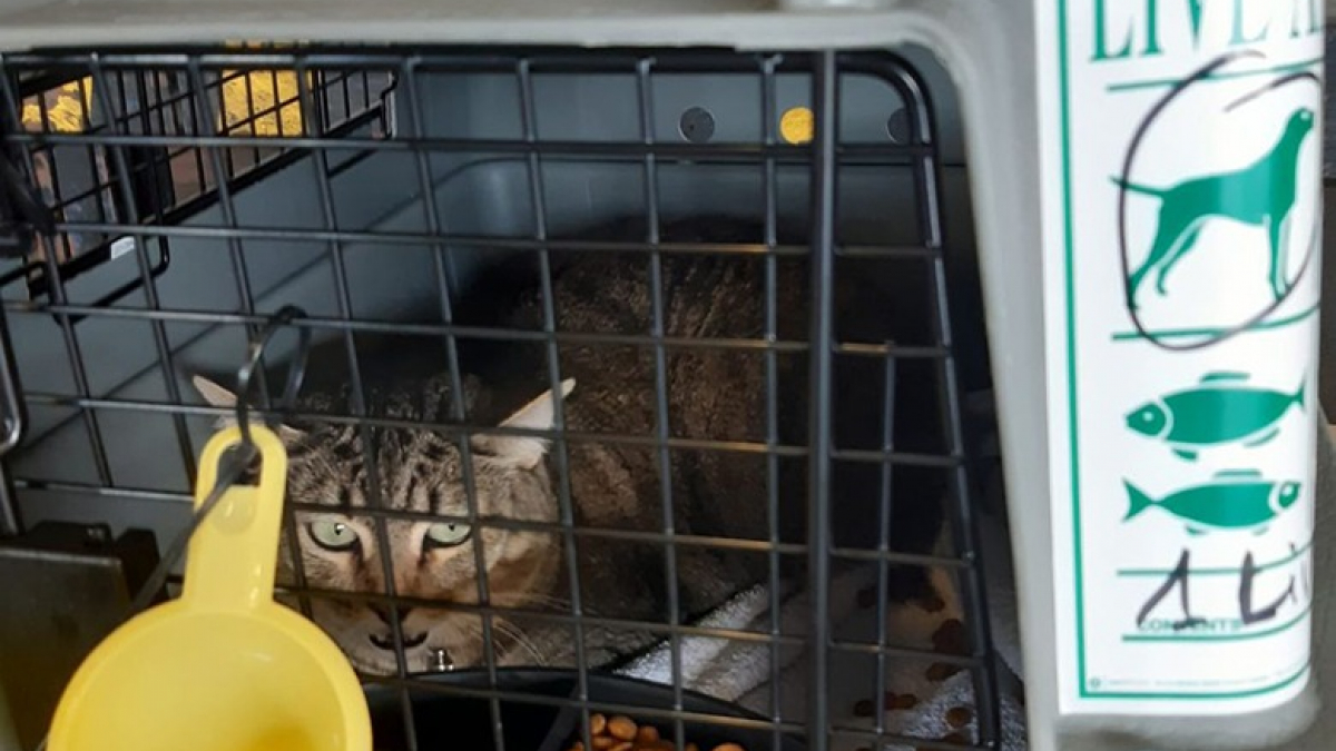 Illustration : "Une chatte retrouve sa propriétaire 1 mois après sa disparition à l’aéroport Paris-CDG "