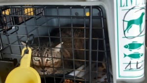 Illustration : Une chatte retrouve sa propriétaire 1 mois après sa disparition à l’aéroport Paris-CDG 