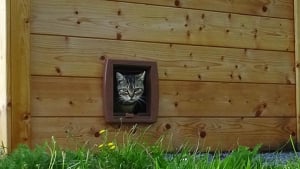 Illustration : Un Chatipi inauguré à Melun pour offrir un abri aux chats errants