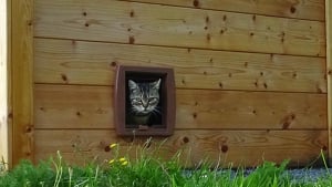 Illustration : "Un Chatipi inauguré à Melun pour offrir un abri aux chats errants"