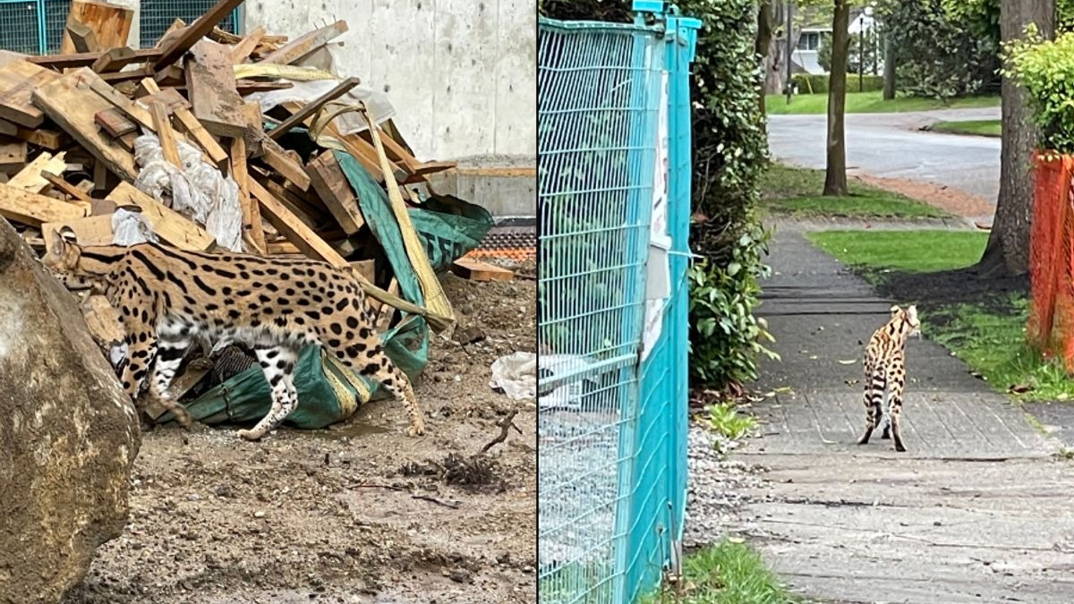 Illustration : "Un gros félin confondu avec un puma sème la panique dans un quartier et entraîne l'intervention de la police"