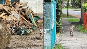 Illustration : Un gros félin confondu avec un puma sème la panique dans un quartier et entraîne l'intervention de la police