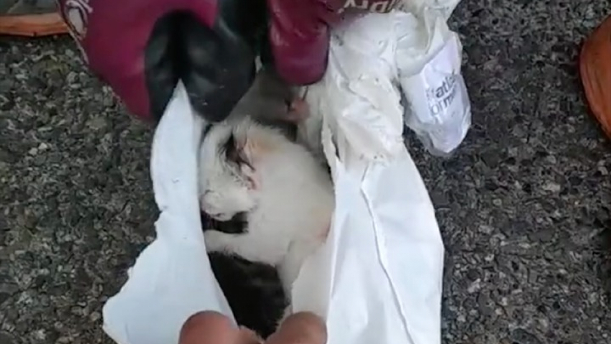 Illustration : "6 chatons jetés à la poubelle dans un sac plastique sont sauvés de justesse par les éboueurs (vidéo)"