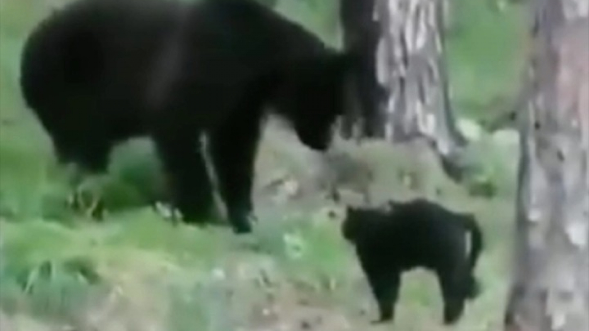 Illustration : "Un chat intrépide n’a pas peur d’affronter un ours brun pour protéger ses propriétaires (vidéo)"