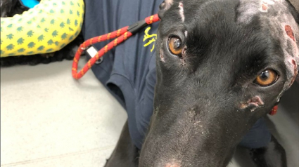 Illustration : Plus de 10 000 euros de frais vétérinaires pour sauver un chien après qu’il se soit échappé d’un chenil non agréé 