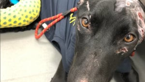 Illustration : Plus de 10 000 euros de frais vétérinaires pour sauver un chien après qu’il se soit échappé d’un chenil non agréé 