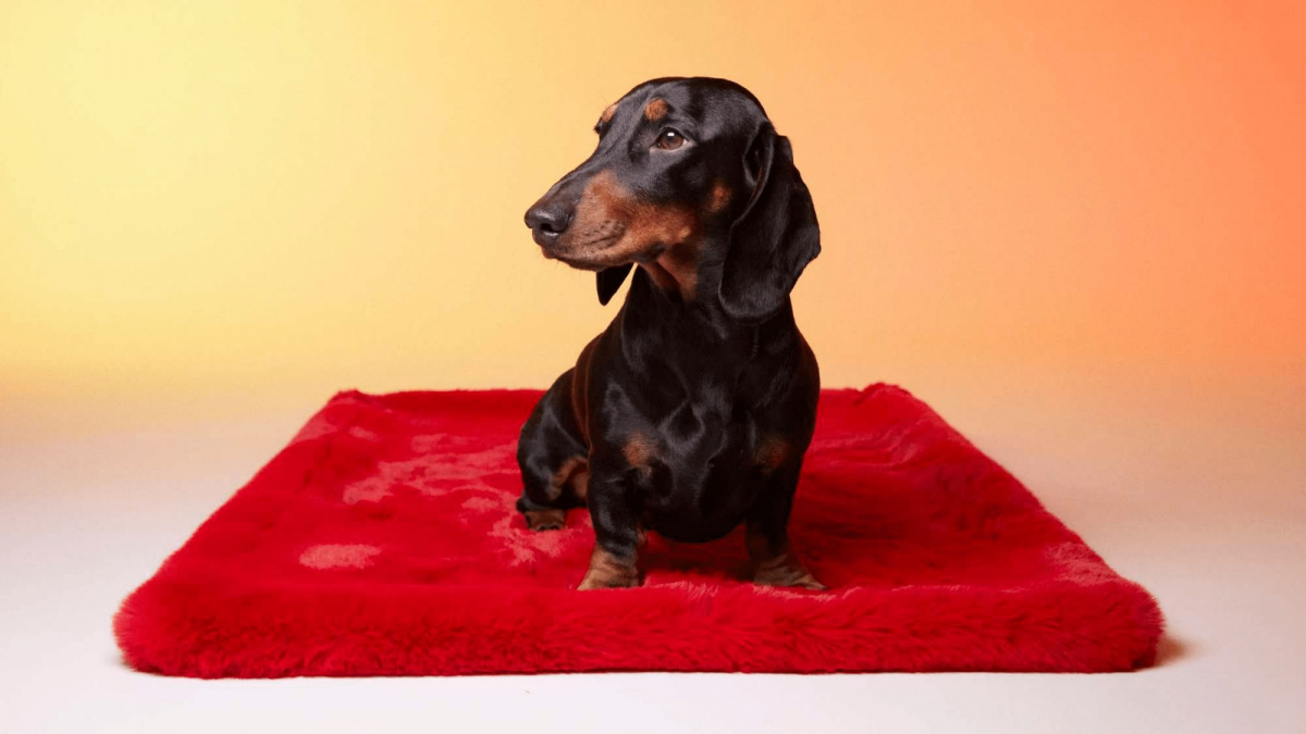 Illustration : "Déroulez Le Tapis Rouge pour votre chien ou votre chat, un accessoire en fourrure synthétique élégant, pratique et responsable"