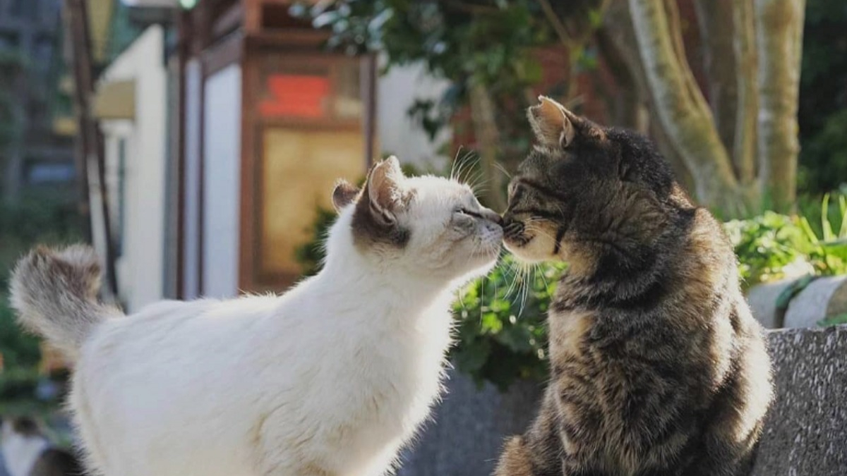 Illustration : "20 photos de chats en train de se faire des bisous et qui vont vous faire fondre"