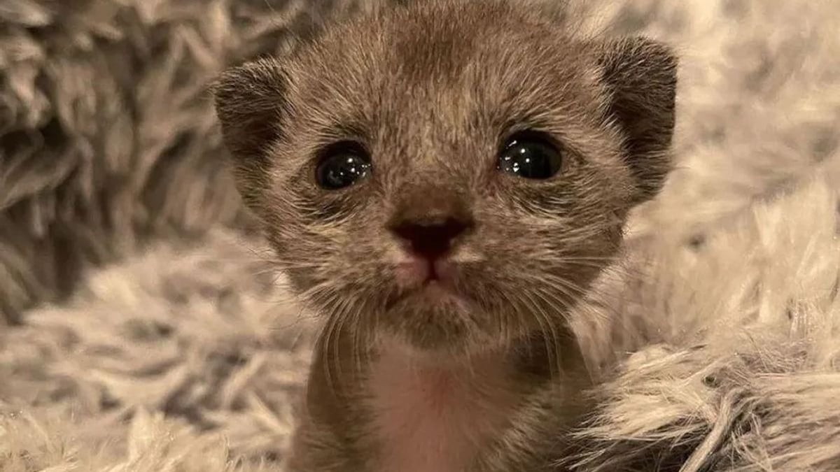 Illustration : "Seul survivant de la portée, un chaton prématuré surpasse toutes les difficultés avec une volonté remarquable et l’aide de sa famille d’accueil"