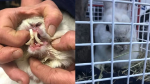 Illustration : "Des lapins abandonnés dans une boîte retrouvés avec un sérieux problème de dentition"