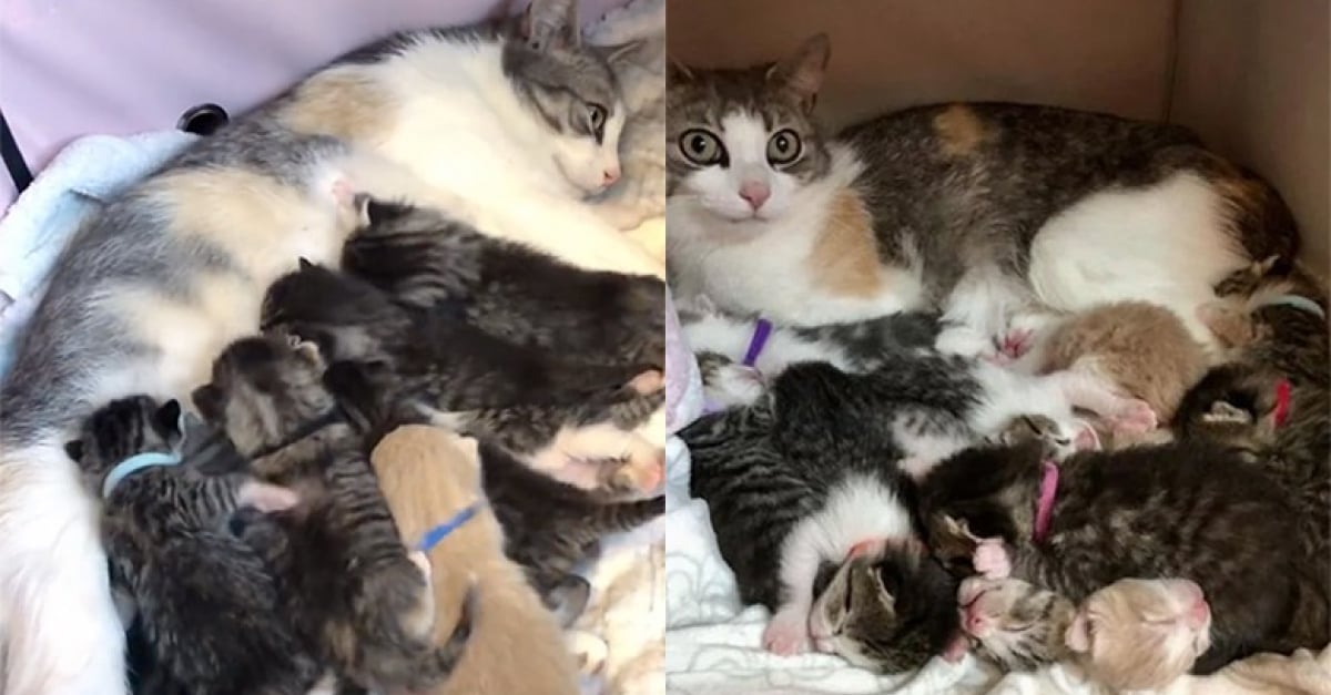 Une Chatte S Occupe De 10 Chatons Apres Avoir Adopte Une Portee En Plus De La Sienne