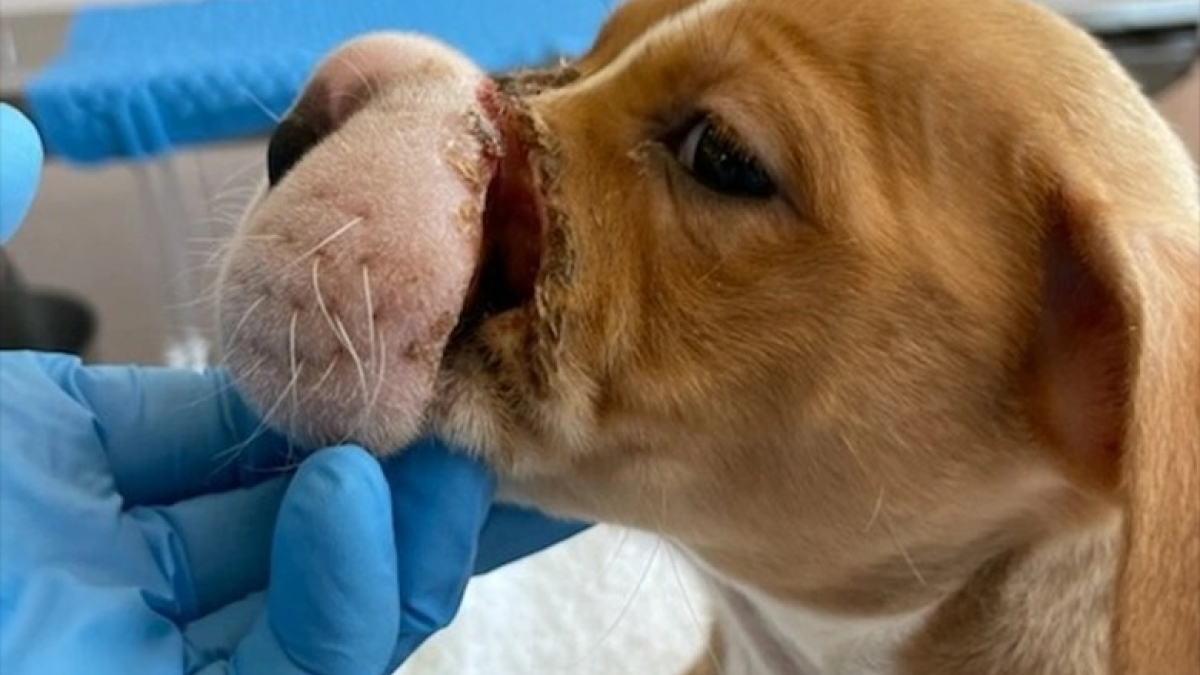 Illustration : "Un chiot a le museau tailladé jusqu’à l’os après un acte cruel visant à l’empêcher d’aboyer"