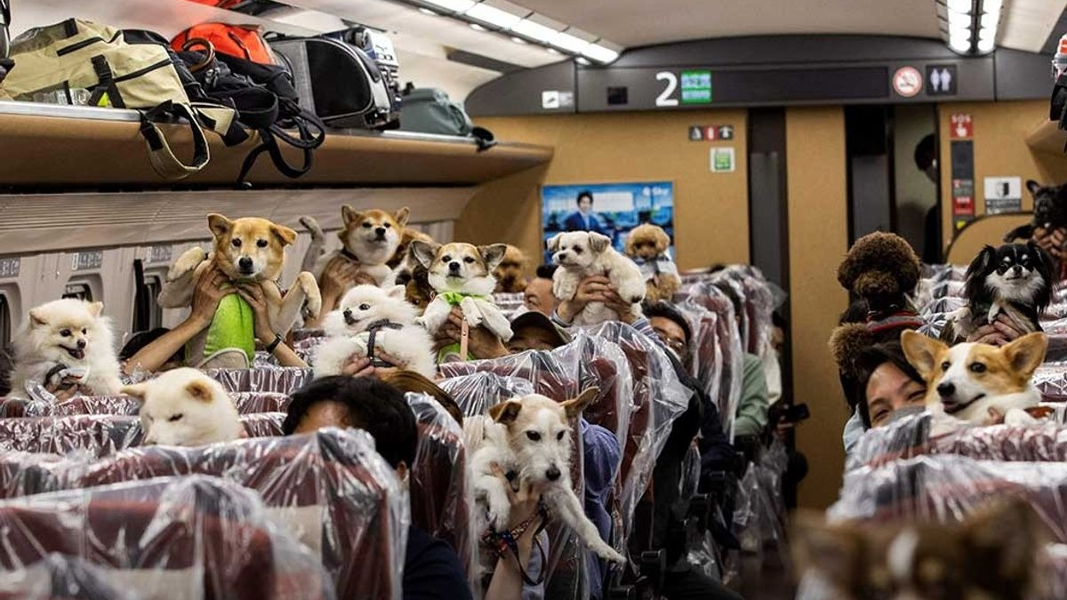 Illustration : "Un wagon entier d'un TGV réservé exclusivement aux chiens !"