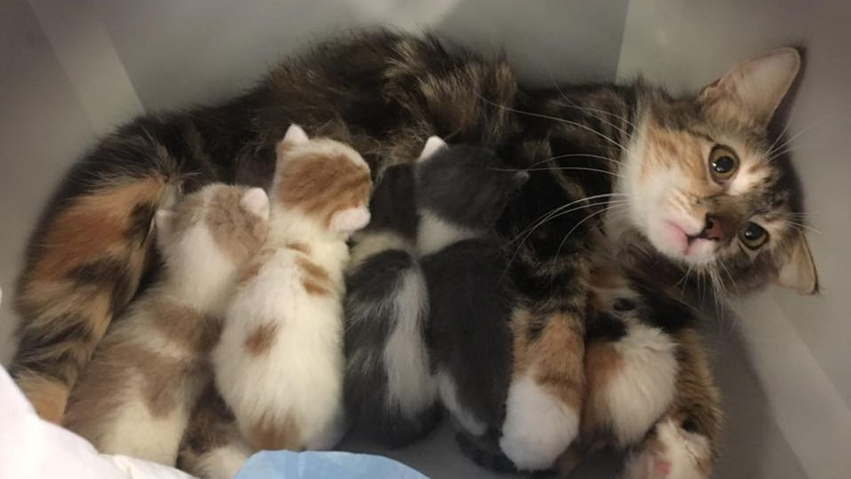 Illustration : "11 chats découvrant le bonheur de la parentalité"