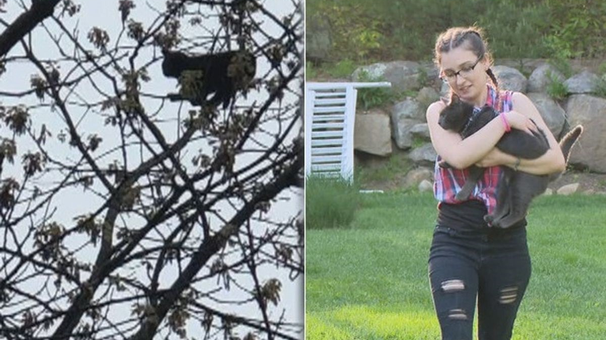 Illustration : "2 jeunes frères, ulcérés de voir un chat bloqué dans un arbre pendant 5 jours, décident de prendre les choses en main"