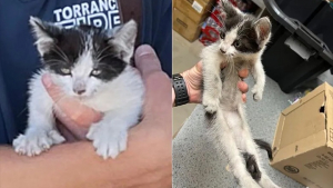 Illustration : Un chaton polydactyle sauvé par les pompiers alors qu’il était coincé dans un phare de voiture renaît de ses cendres