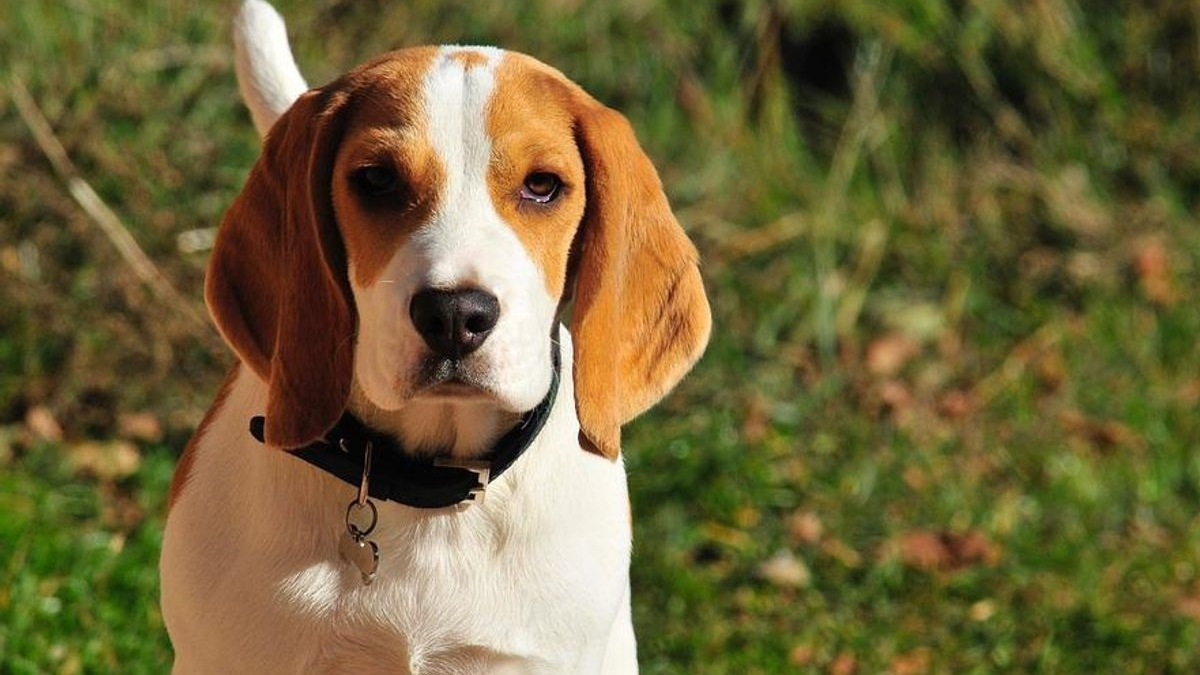 Illustration : "150 Beagles sauvés d'un élevage fournissant des chiens aux laboratoires"