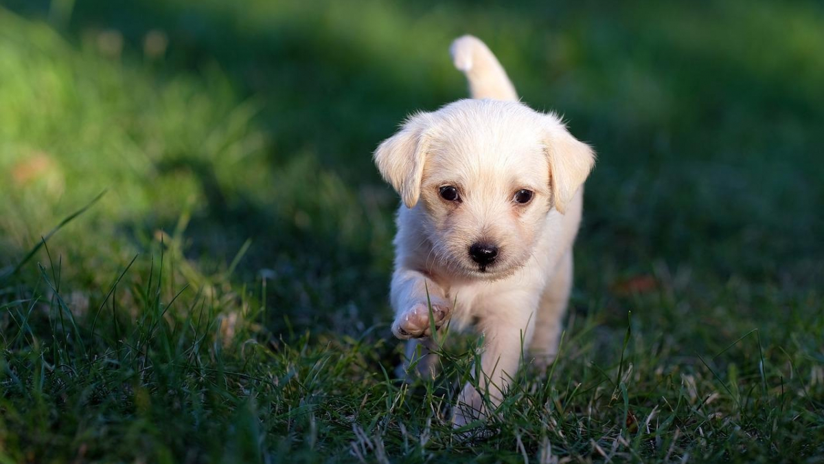 Illustration : "4 éléments importants à prendre en considération avant d'adopter un chien"