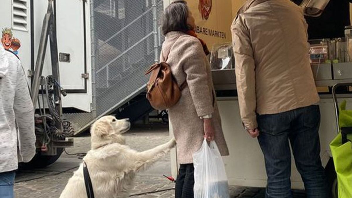 Illustration : "20 photos résumant la magie d'une rencontre impromptue entre une personne et un chien"