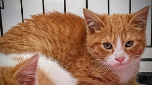 Illustration : Le chaton le plus sauvage d’une fratrie recueillie par une association devient le plus affectueux de la portée 