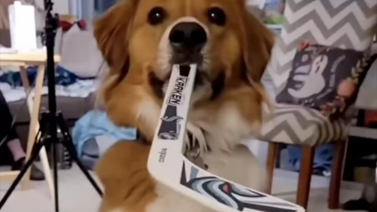 Illustration : "Un chien se prend de passion pour le hockey et devient une superstar sur Internet (vidéo)"