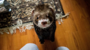 Illustration : "20 photos de furets prouvant qu'eux aussi savent vous faire sourire"