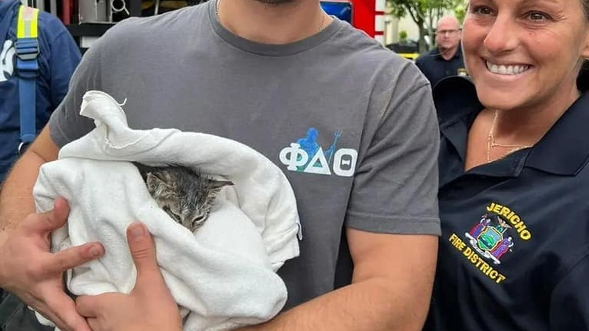 Illustration : "Une chatte prise au piège dans un conduit d'évacuation d'eaux pluviales déclenche l'intervention des pompiers, qui ne font pas que la sauver"