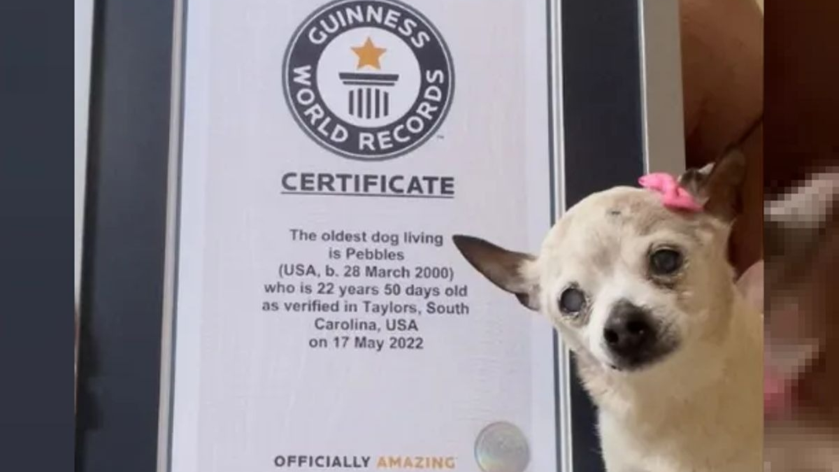 Illustration : "Voici Pebbles, le chien vivant le plus âgé du monde qui vient d'entrer au Guinness"