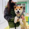 Illustration : Découvert enchaîné dans une boucherie de Yulin, cet Akita Inu attendait qu'on le sauve