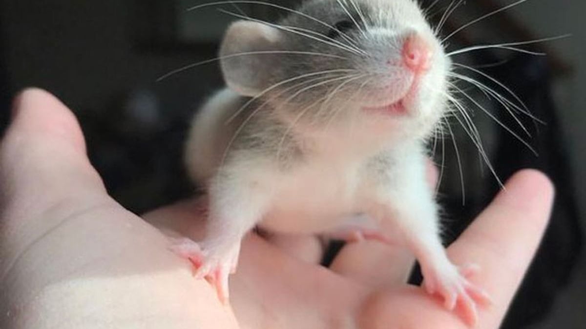 Illustration : "20 photos adorables de rats qui combleront de bonheur tous les fans du rongeur"