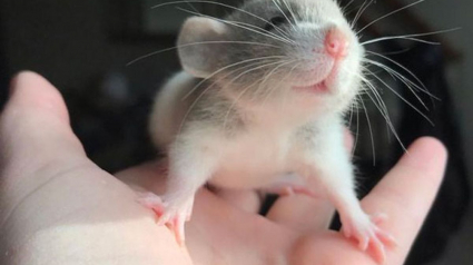 Illustration : 20 photos adorables de rats qui combleront de bonheur tous les fans du rongeur