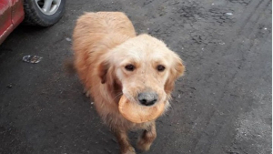 Illustration : Une chienne errante en Turquie portant son morceau de pain dans la gueule pour ne pas mourir de faim trouve un bon samaritain