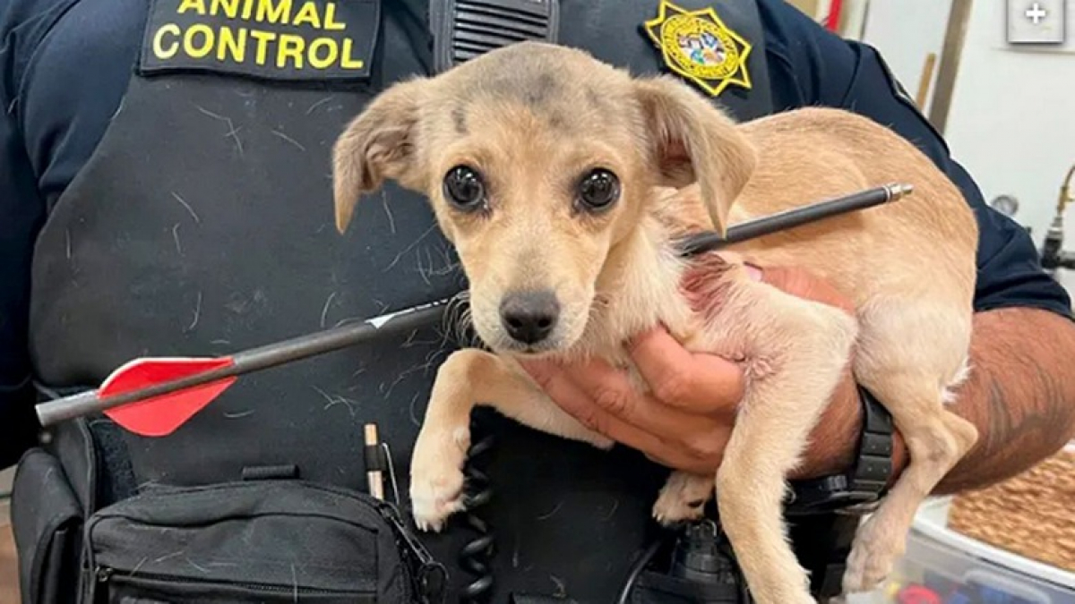 Illustration : "Un Chihuahua retrouvé avec une flèche dans le cou se bat pour la vie"