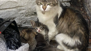 Illustration : Une chatte retrouvée abandonnée dans un sac poubelle avec ses 2 chatons reprend goût à la vie