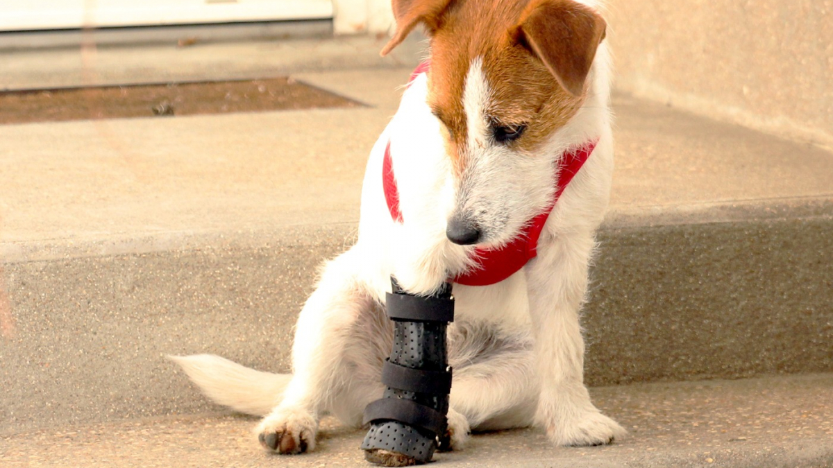 Illustration : "Victime d'un accident, une chienne handicapée regoûte aux plaisirs de la vie avec l'aide d'un orthoprothésiste animalier (vidéo)"