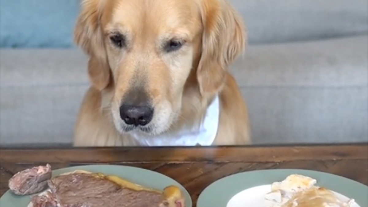 Illustration : "Une Golden Retriever fait preuve d’une maîtrise de soi impressionnante devant 2 assiettes de viandes (vidéo)"