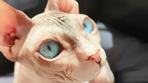 Illustration : 20 photos fascinantes de chats Sphynx