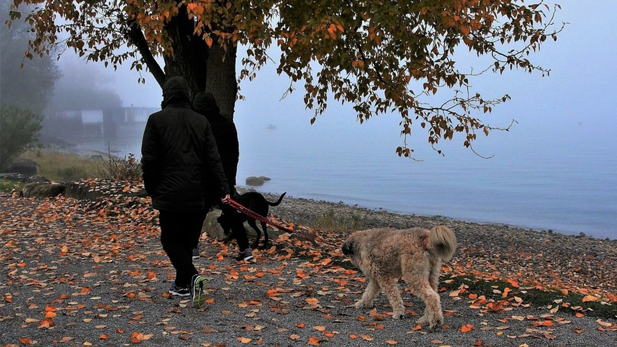Illustration : "Ce spécialiste suggère de voir la promenade du chien autrement, en s'imaginant à l'autre bout de la laisse"