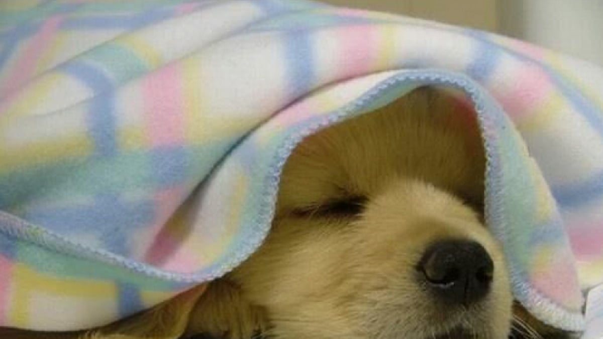 Illustration : "8 photos de chiens qui vous souhaitent une bonne nuit"