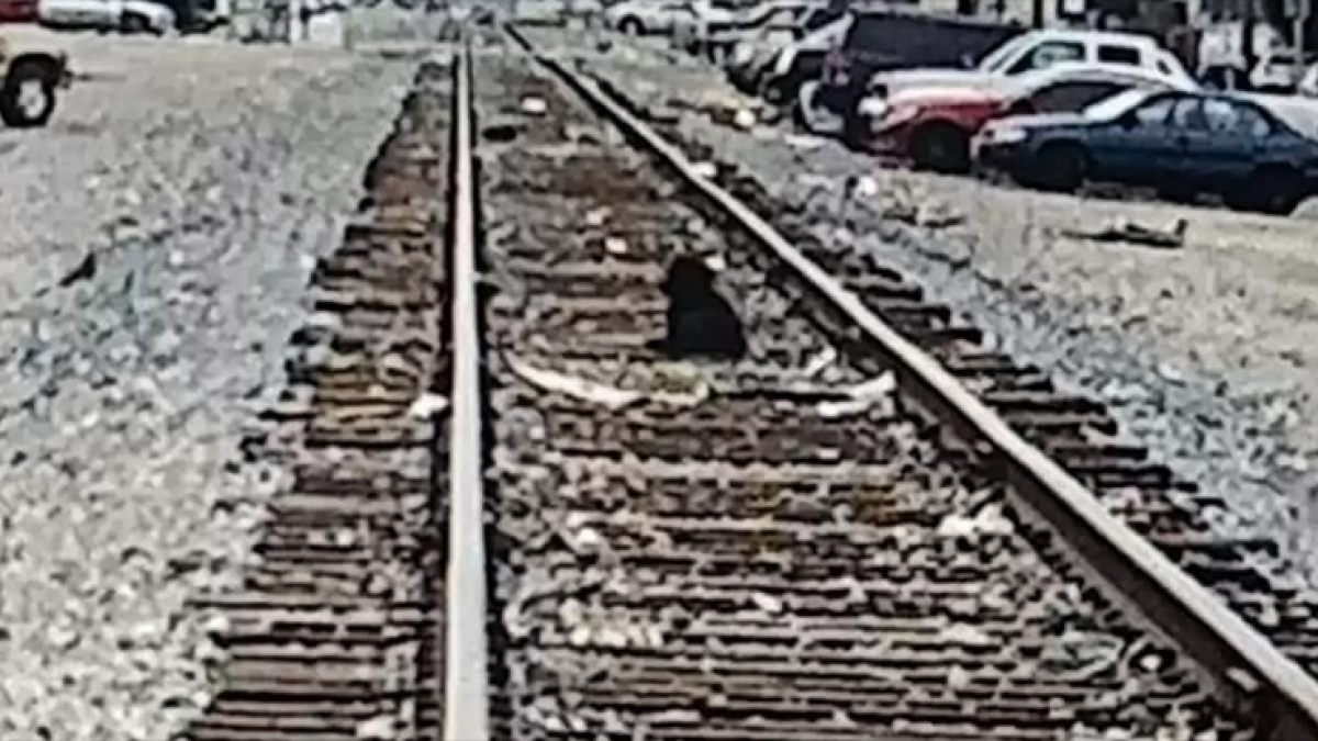 Illustration : "Un chien abandonné sur la voie ferrée attendait depuis une semaine que ses propriétaires reviennent le chercher lorsqu’il a été secouru"