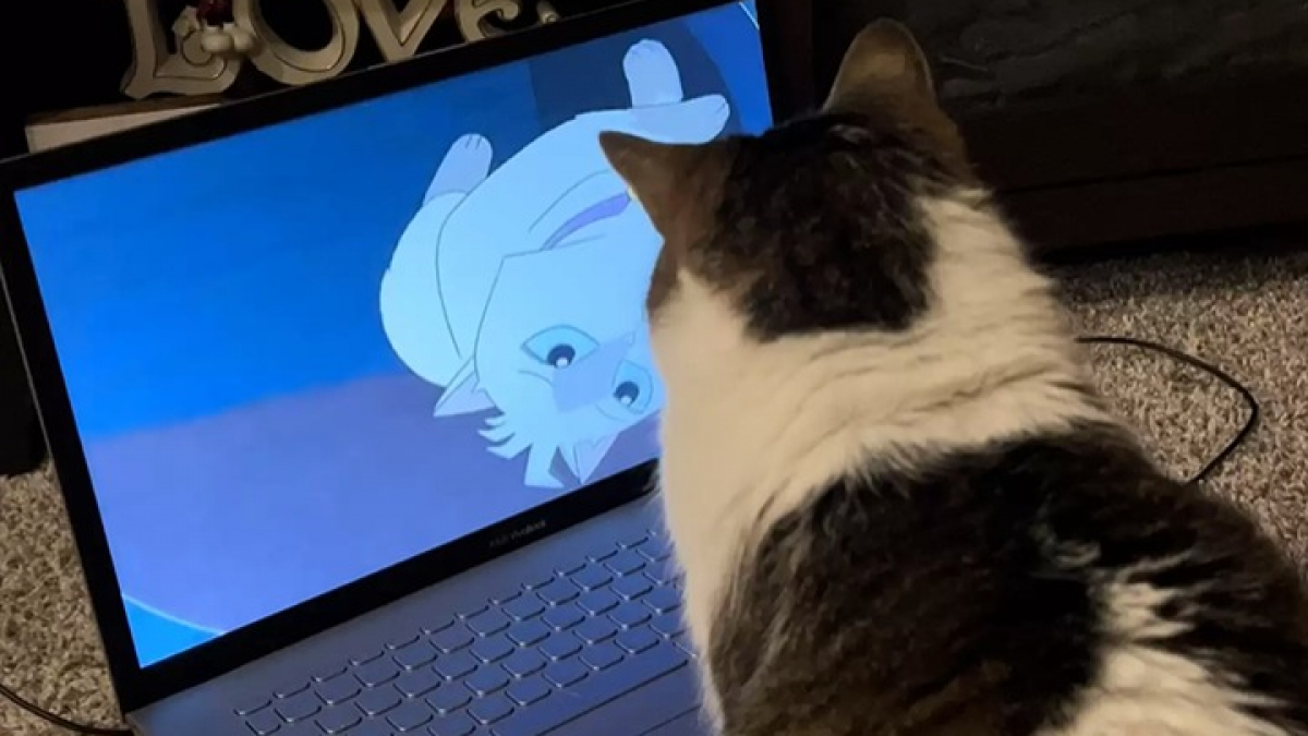 Illustration : "Une chatte obsédée par les dessins animés demande tous les matins à ce qu’on lui allume la télévision (vidéo)"