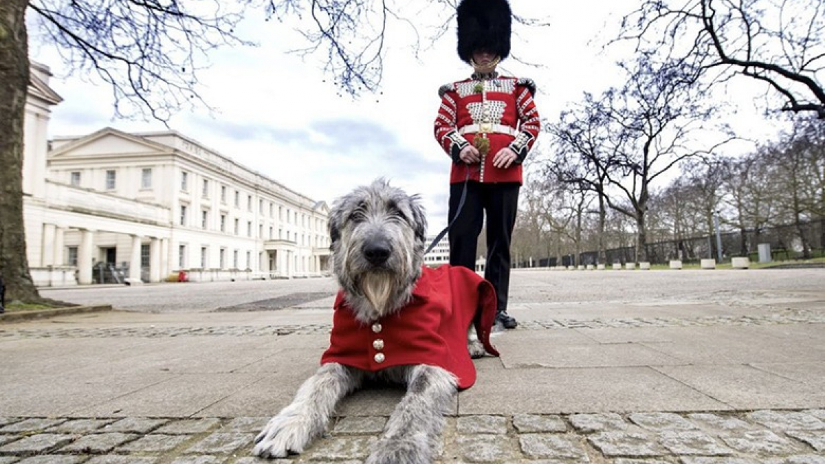 Illustration : "Seamus, le chien mascotte du régiment de la garde, vole la vedette au jubilé de la Reine Elizabeth II"